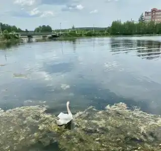Лесное озеро - 35