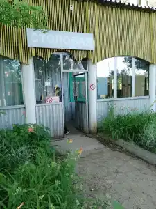 Тополя - 12