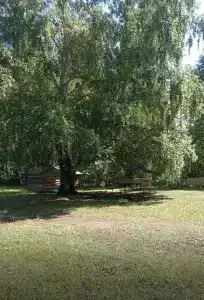 Березка - 27