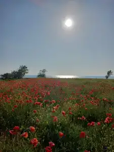 Солнышко - 16