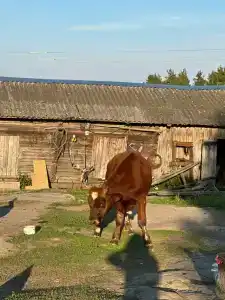 Вечера на Хуторе - 26