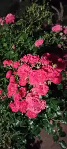 Вилла Гармония - 42