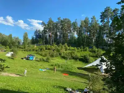 Клен - 33