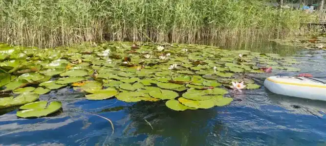 Голубая вода - 14