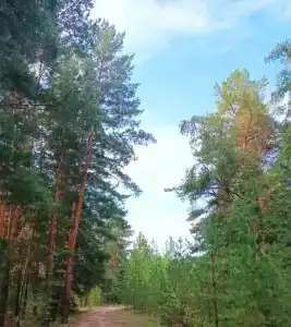 Тихий дворик - 43