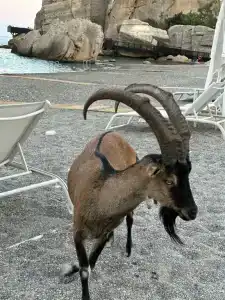 Maxx Royal Kemer Resort - 48