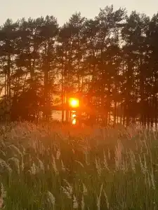 Смородина - 96