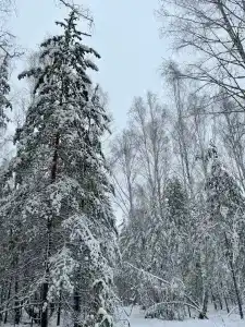 Хижина в лесу - 44