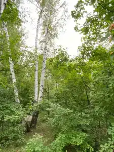 Солнечный - 12