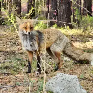В гостях у Павловича - 3
