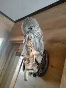 Канентъявр - 66