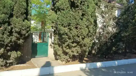 Кипарис-канака - 18