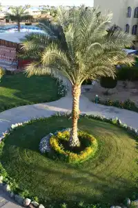 Desert Rose Resort - 77