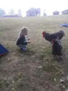 Зелёная роща - 98