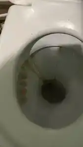 Белые росы - 10