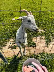 Александровский спас - 79