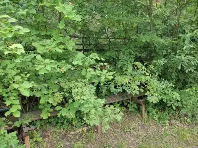 Линда - 5