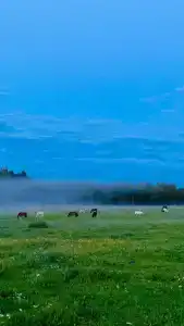 Паллада пастораль - 29