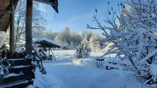 Кедросад - 53