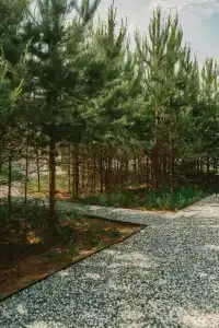 Forest camp - 51