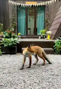 Глэмпинг Shanti Home - 350