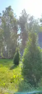 Лесная Сказка - 25