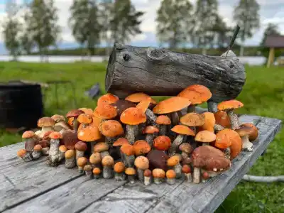Войницкие Берега - 25
