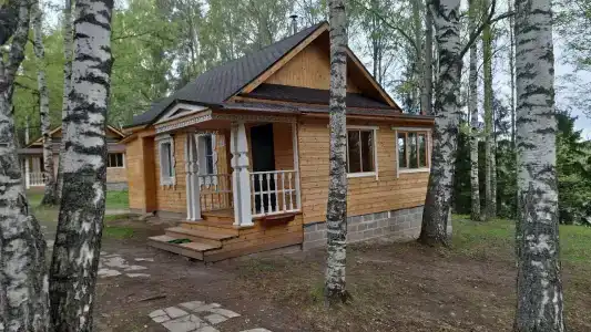Подсолнухи - 50