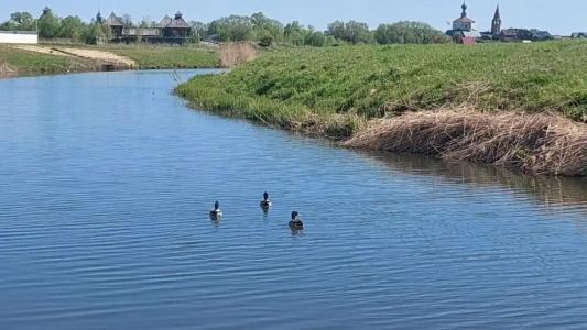 Кибольские соловьи - 80