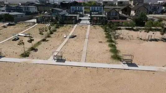 Павлония - 62