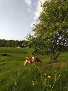 Вечера на Хуторе - 76