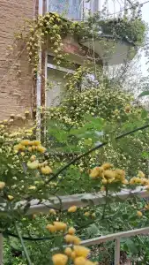 Сосна и Пальмы - 48