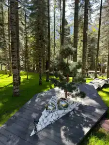 Magic Forest - 81