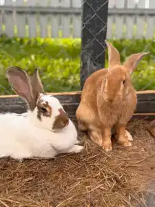 Рядом Даль - 70