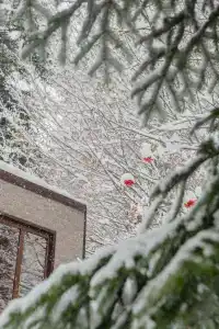 Алан - 71