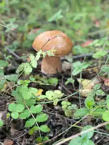 Звезда - 71