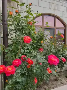 Астерия Меганом - 116