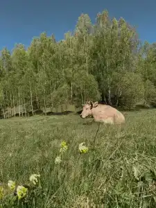 БеМе - 118