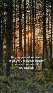В лесу как дома - 60