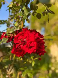Эко Дача Вилла Эмма - 87