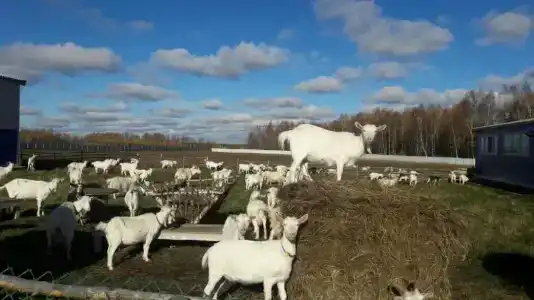 Александровский спас - 51