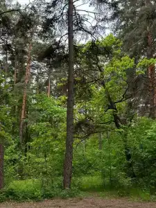 Медвежий Угол - 75