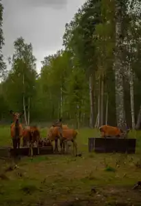 Шанти озеро - 314
