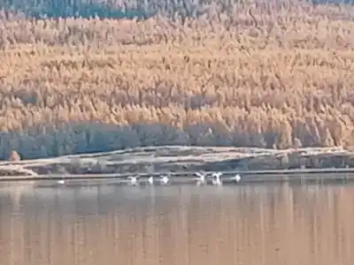 Тандак - 48