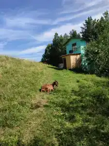 Тихий лог - 50