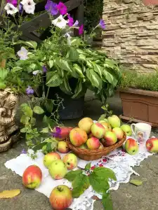 Лесное Царство - 66