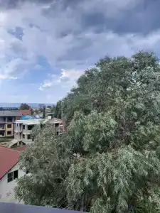 Эвкалипт - 53