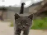 Номер Стандарт