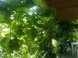 Стандартный четырехместный номер