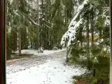 Коттедж с видом на лес